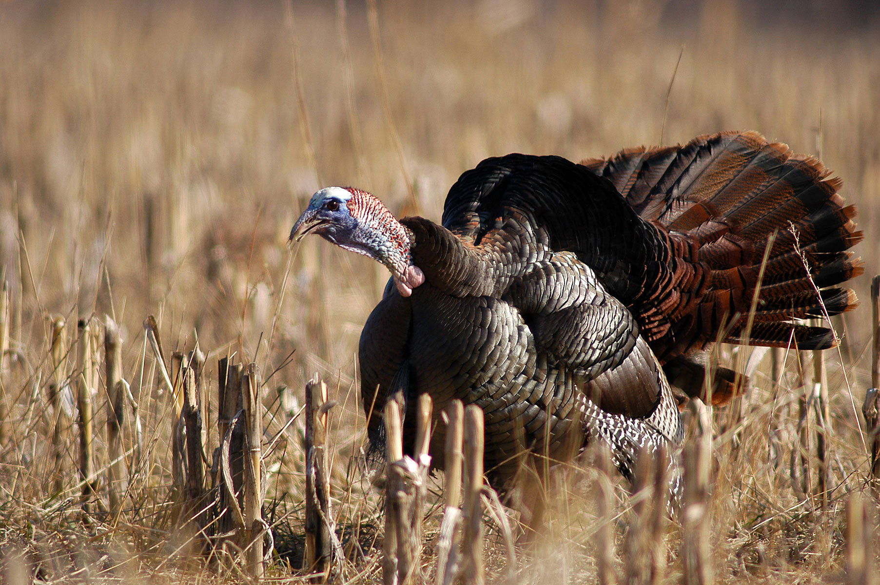 Wild Turkeys Gobbling Image Pictures Becuo