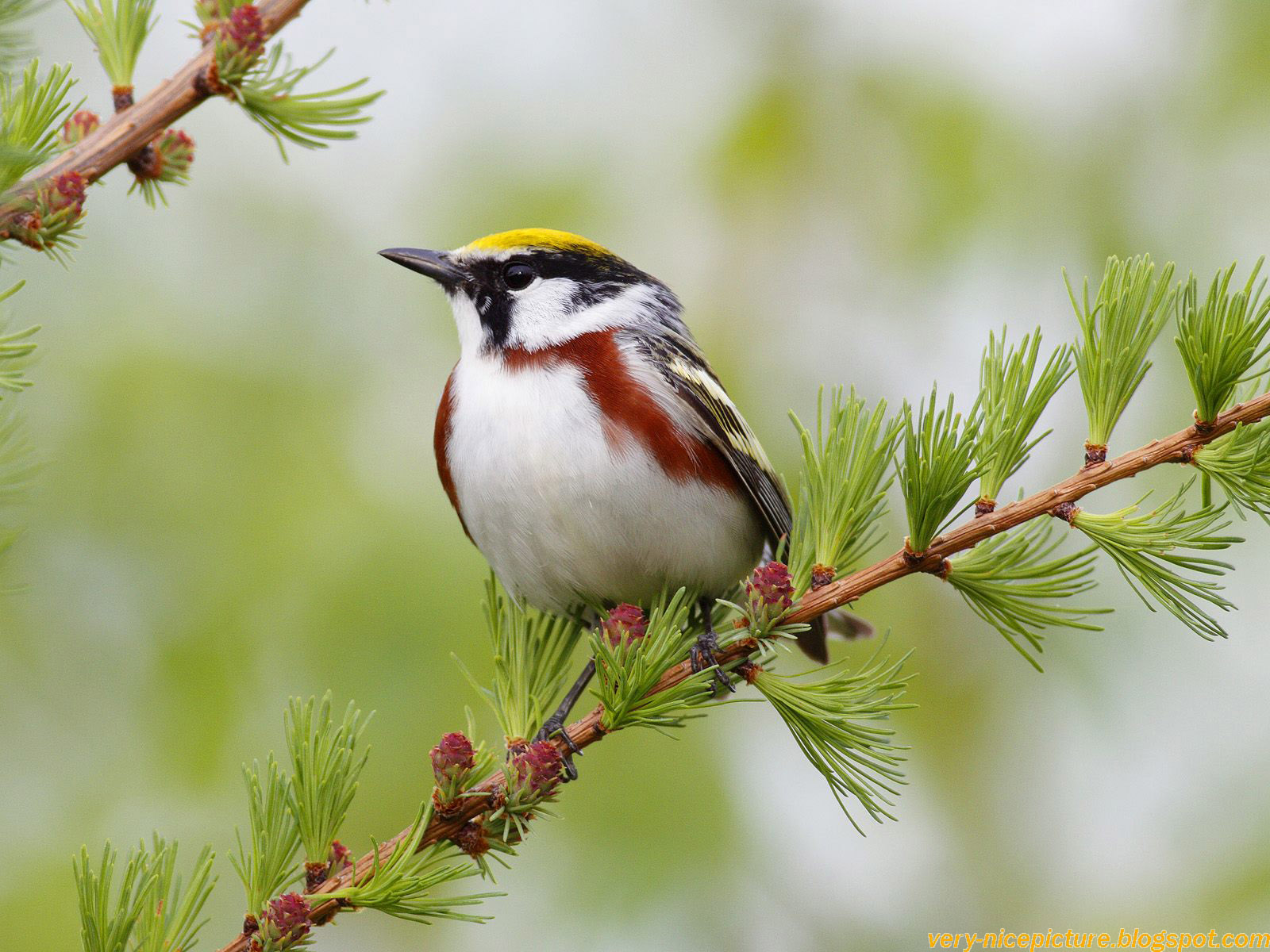 A Chestnut-sided Warbler perched on a branch of a larch tree