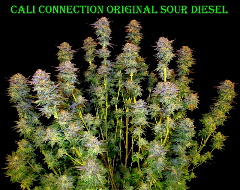 Sour Diesel Regular Cannabis Seeds HD Walls Find Wallpaper
