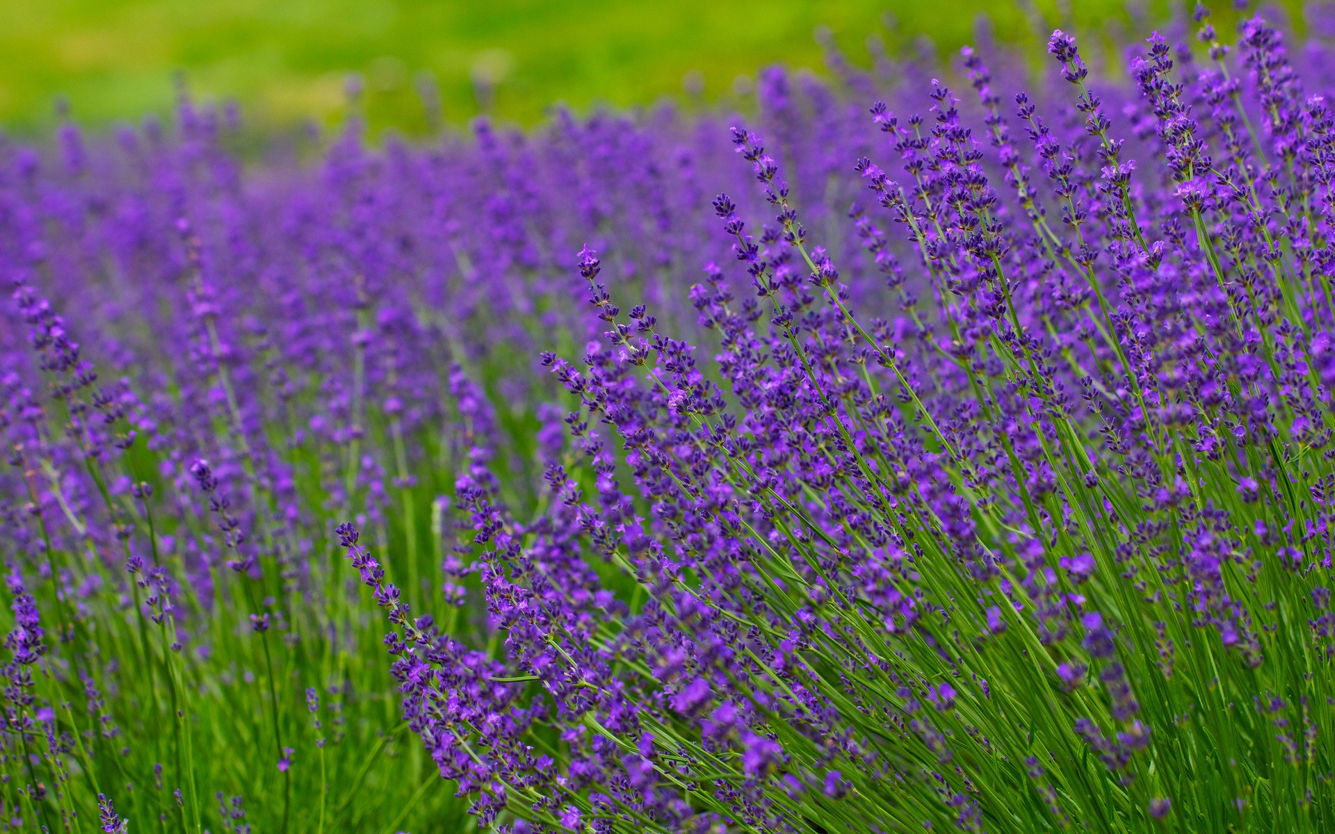 Lavender Field HD Wallpaper Background