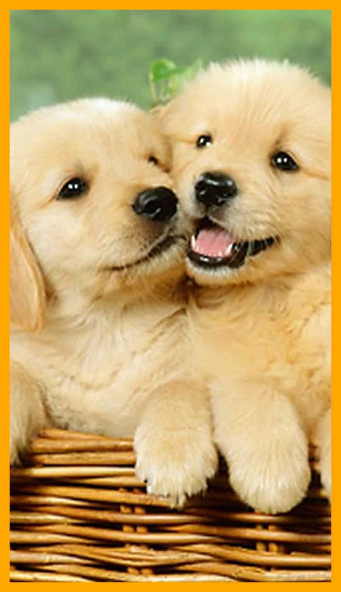 Two adorable golden retriever puppies cuddling in a wicker basket