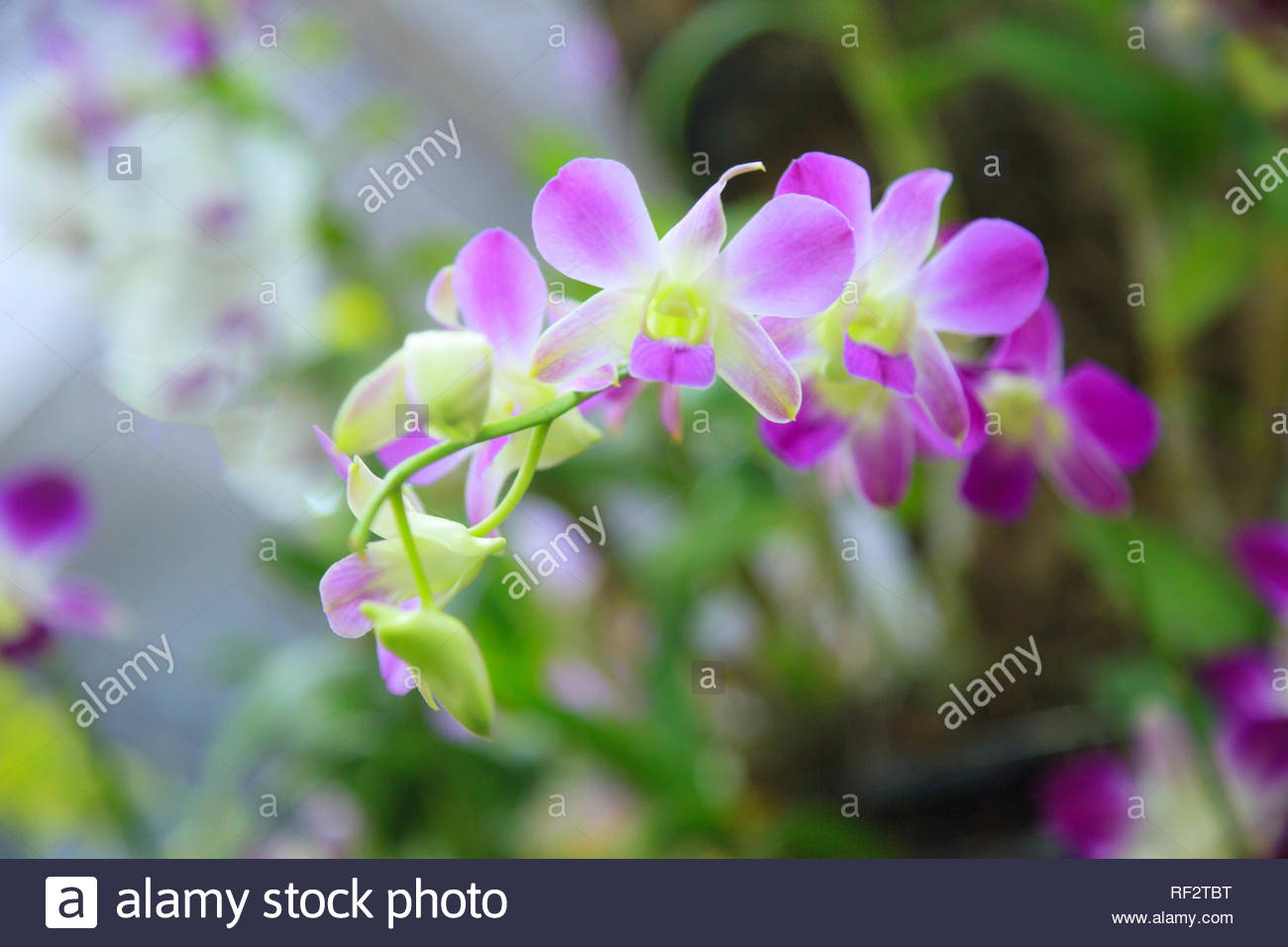Beautiful Colorful Pink Purple Orchid Flowers Floral Arrangement