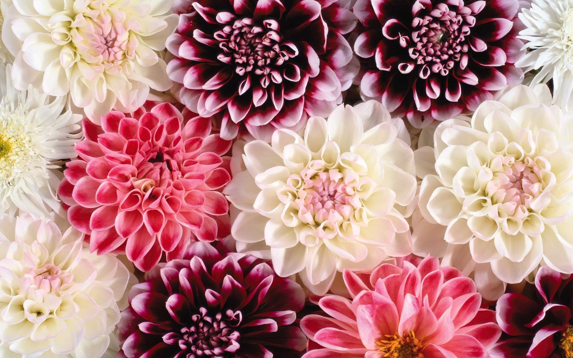 Desktop Wallpaper HD Flowers
