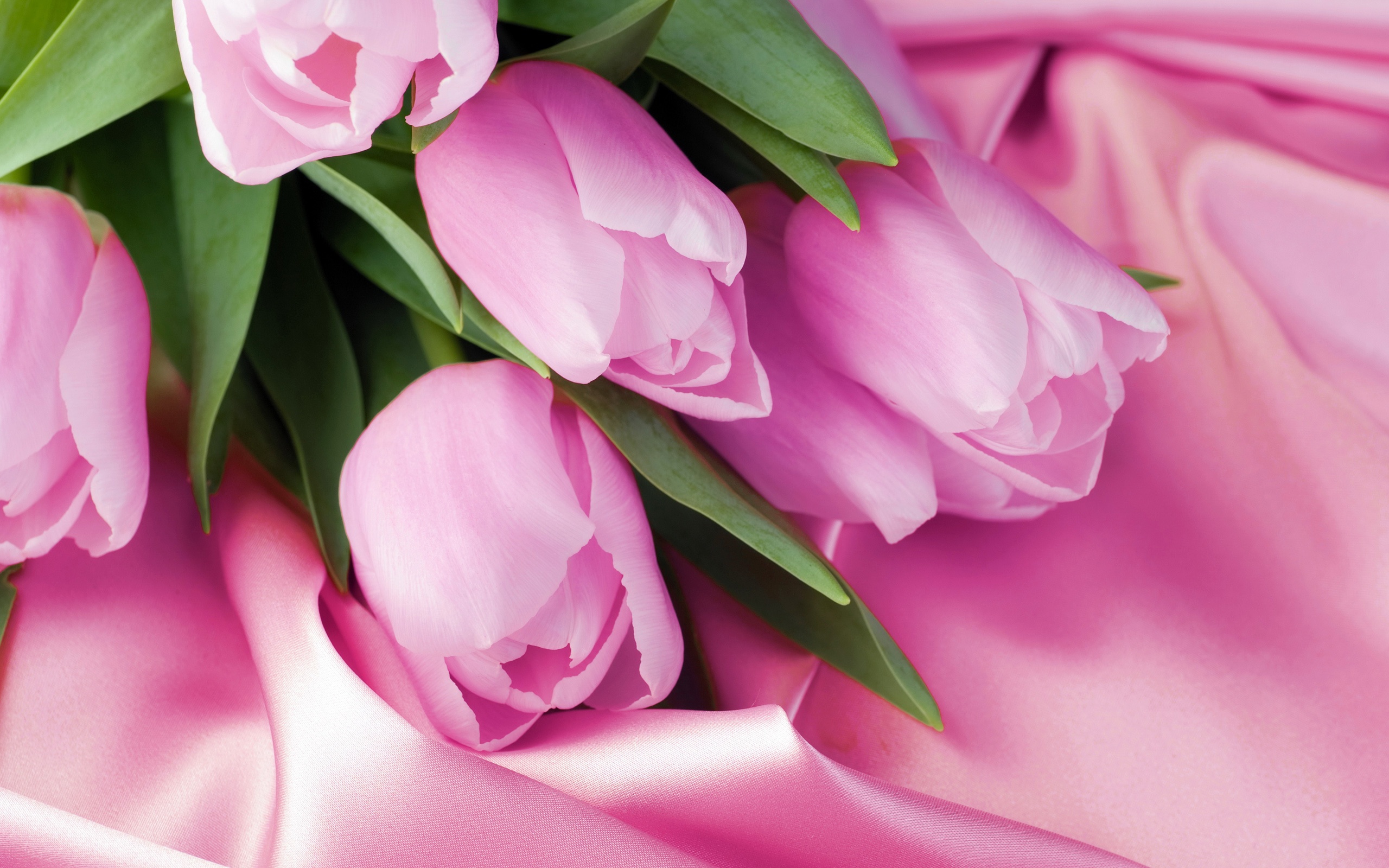 Wallpaper Pink Tulip Macro Satin