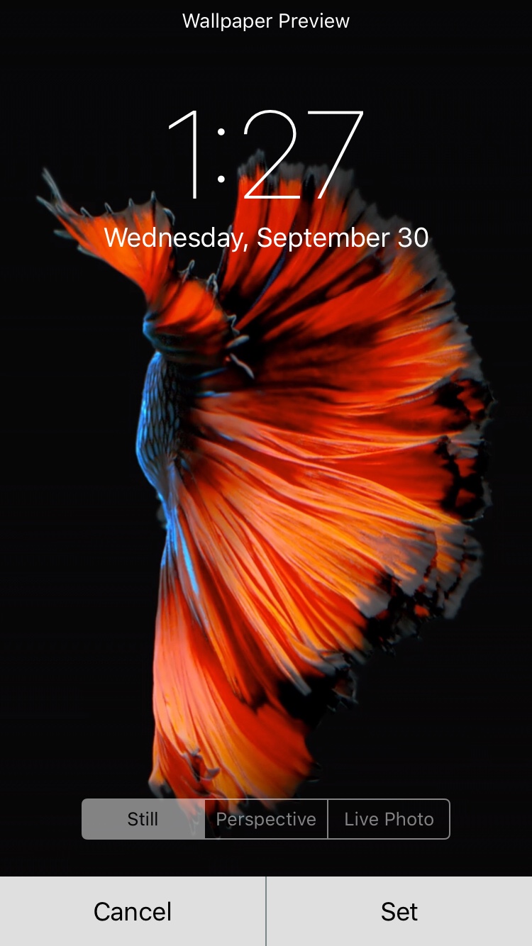 iPhone Live Wallpaper Won T Work On