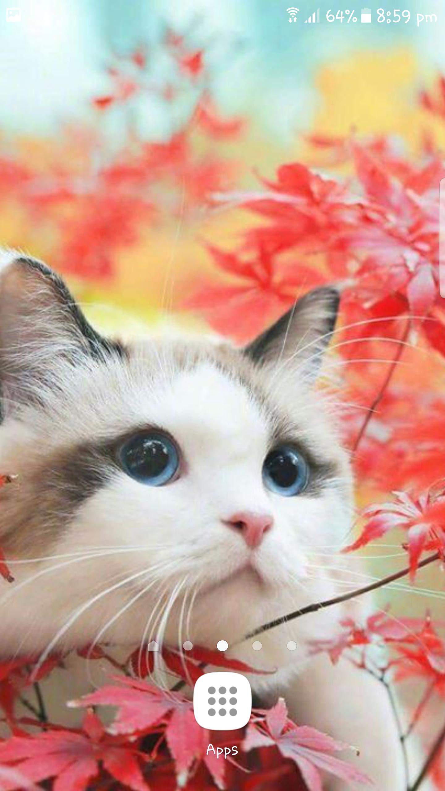 Best Cat Wallpaper Kitty Kitten Cute For Android