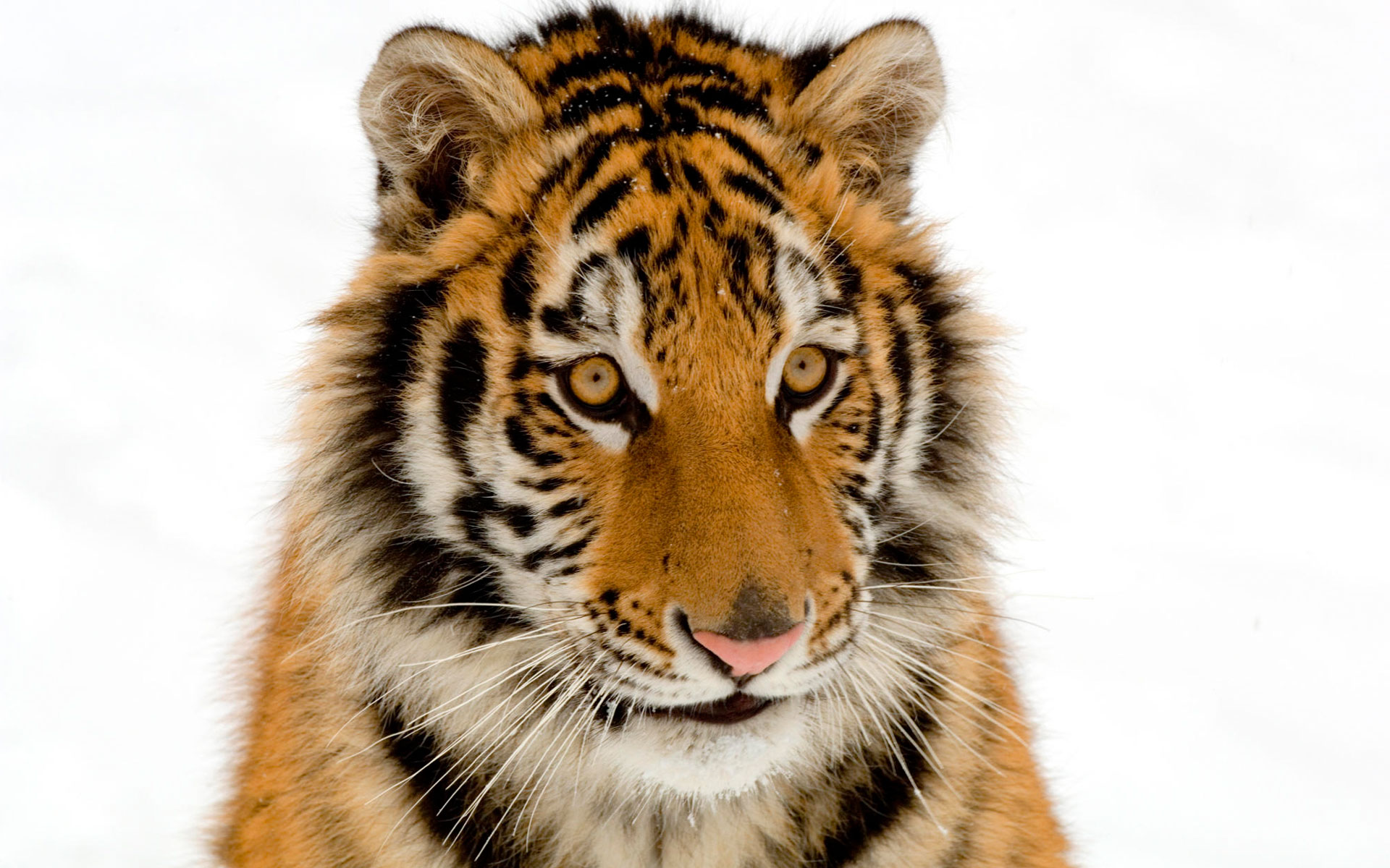 Portrait Of A Tiger Wallpaper HD