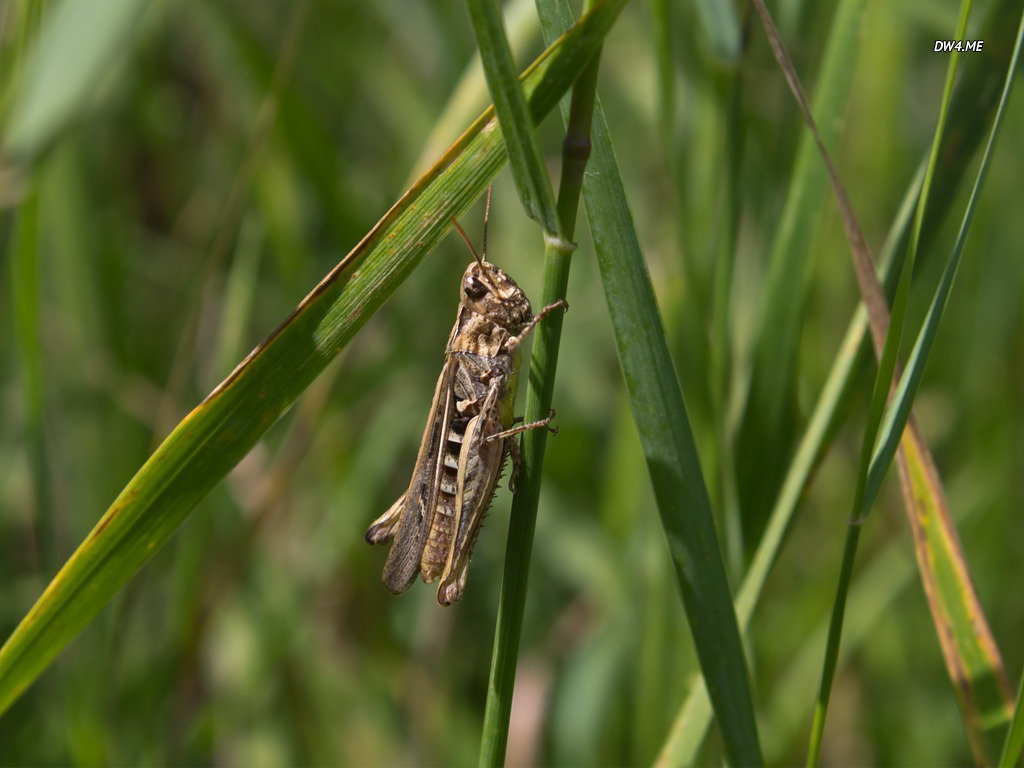 Grasshopper Wallpaper Animal