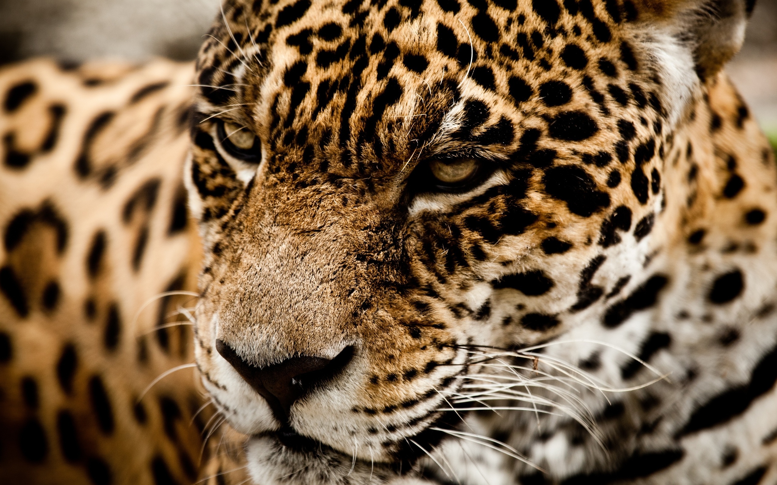 Jaguar Wild Cat Muzzle L Wallpaper
