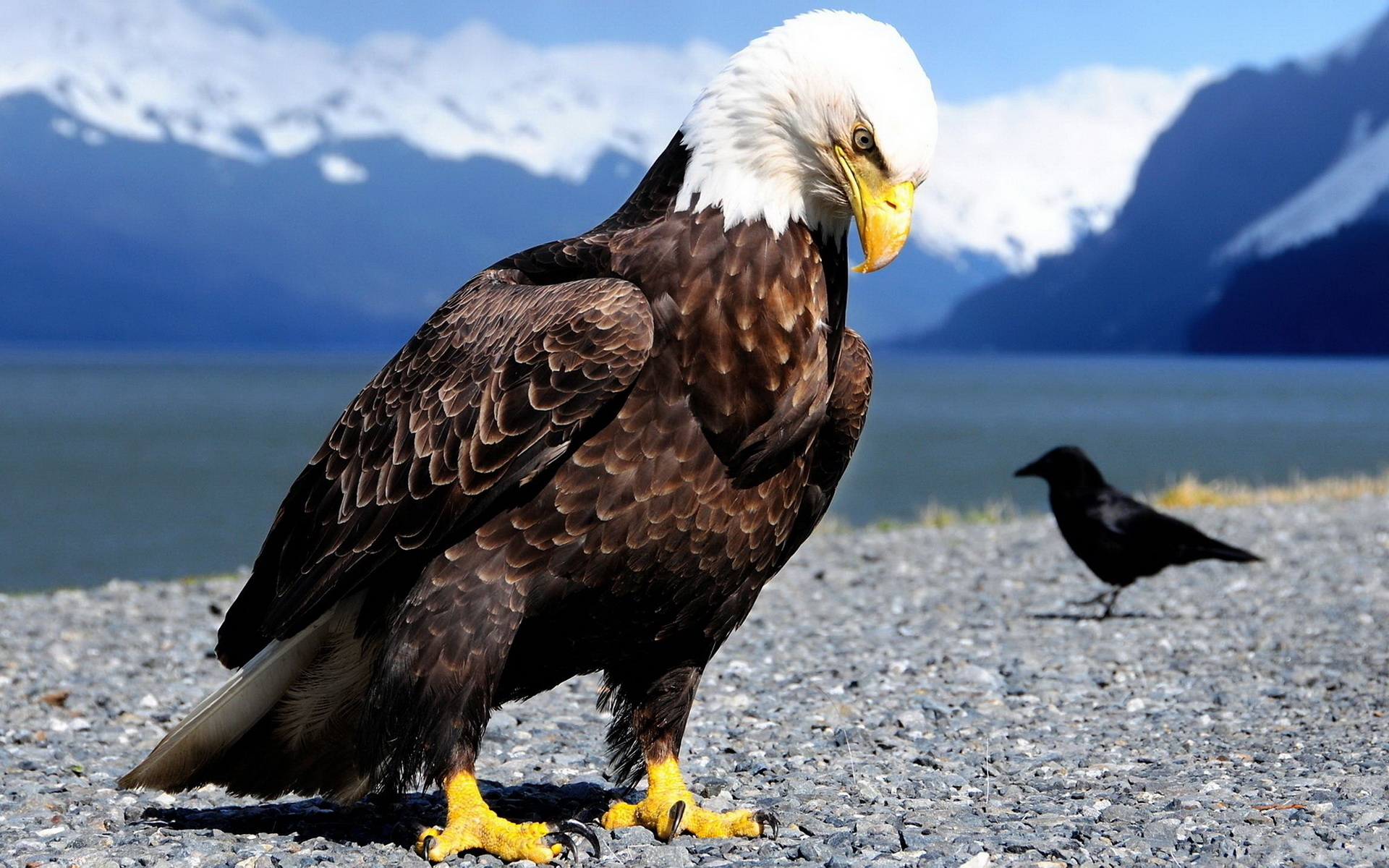 Bald Eagle wallpapers and images