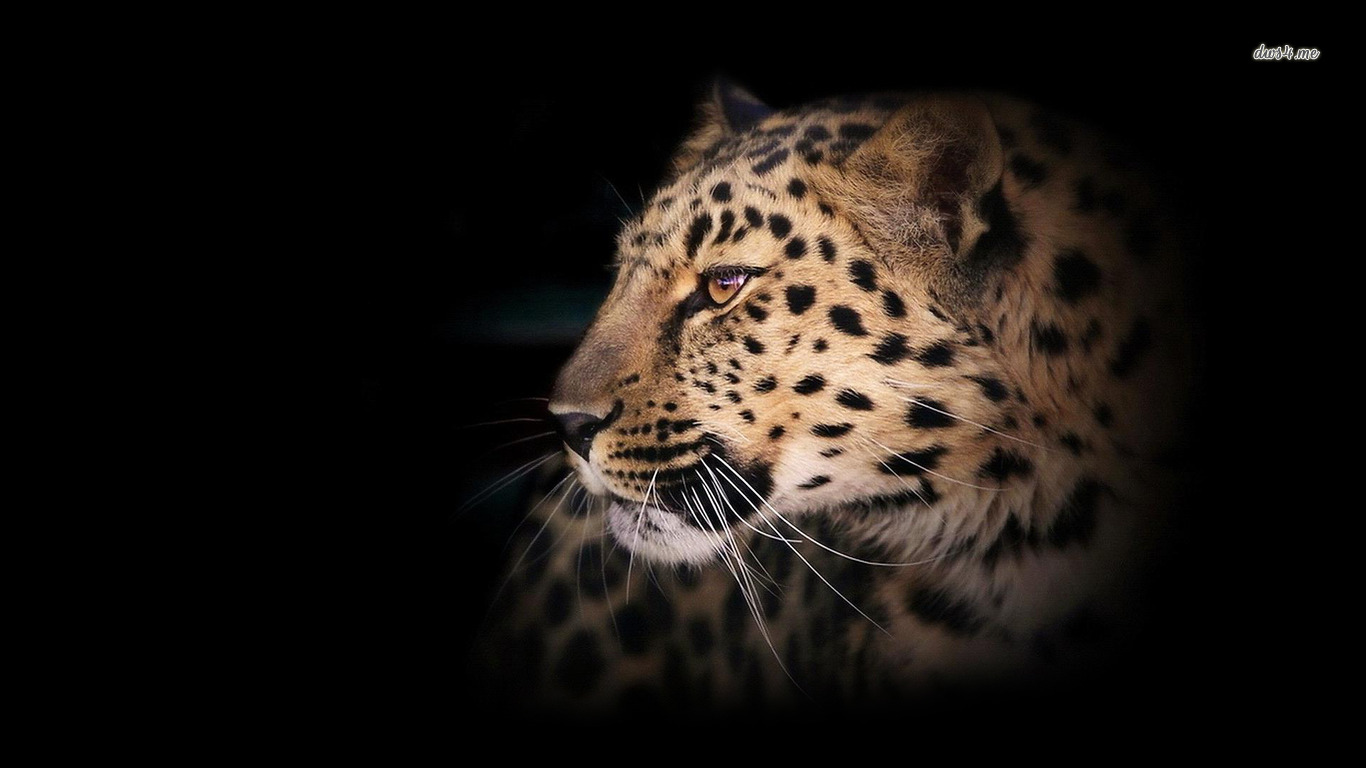 Leopard HD Image Wallpaper