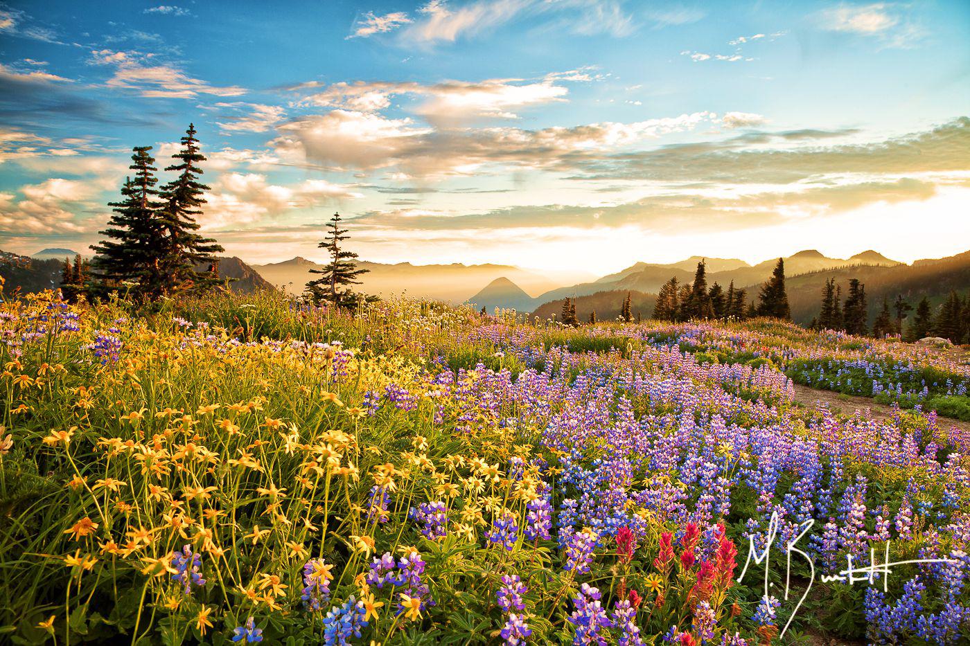 Mount Rainier National Park High Quality And Resolution