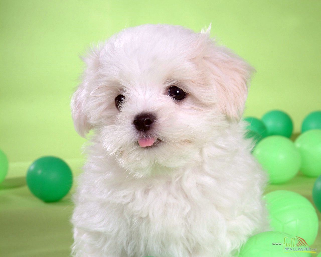 White Baby Dog Wallpaper