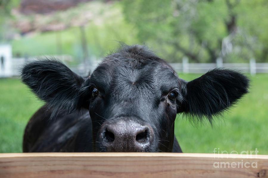 Black Angus Cow Peeking Over The Fence Photograph By Georgia Evans
