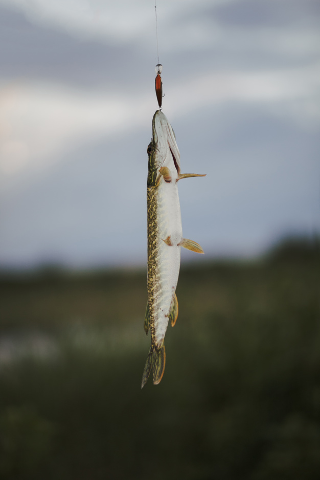 Pike Fish Hanging On Fishing Lure Against Blurred Background