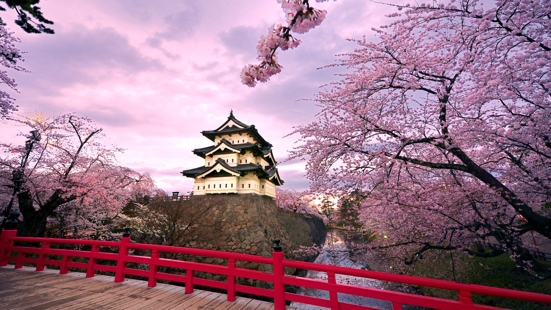 Japanese Cherry Blossom Wallpaper 1920x1080 WallpaperSafari