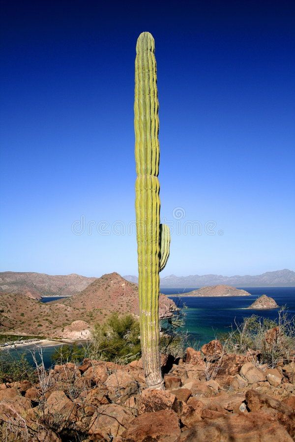 Cactus And Muntains Landscape Of The Marine National Park Bahias