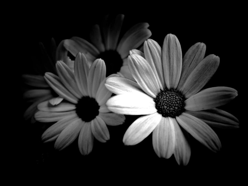 1021365  black and white daisies pjpg