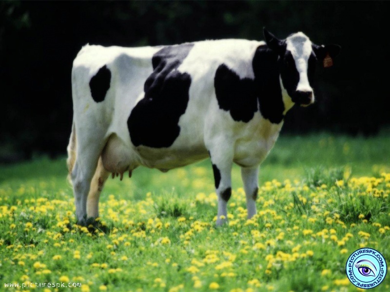 Cow Wallpaper Warhol