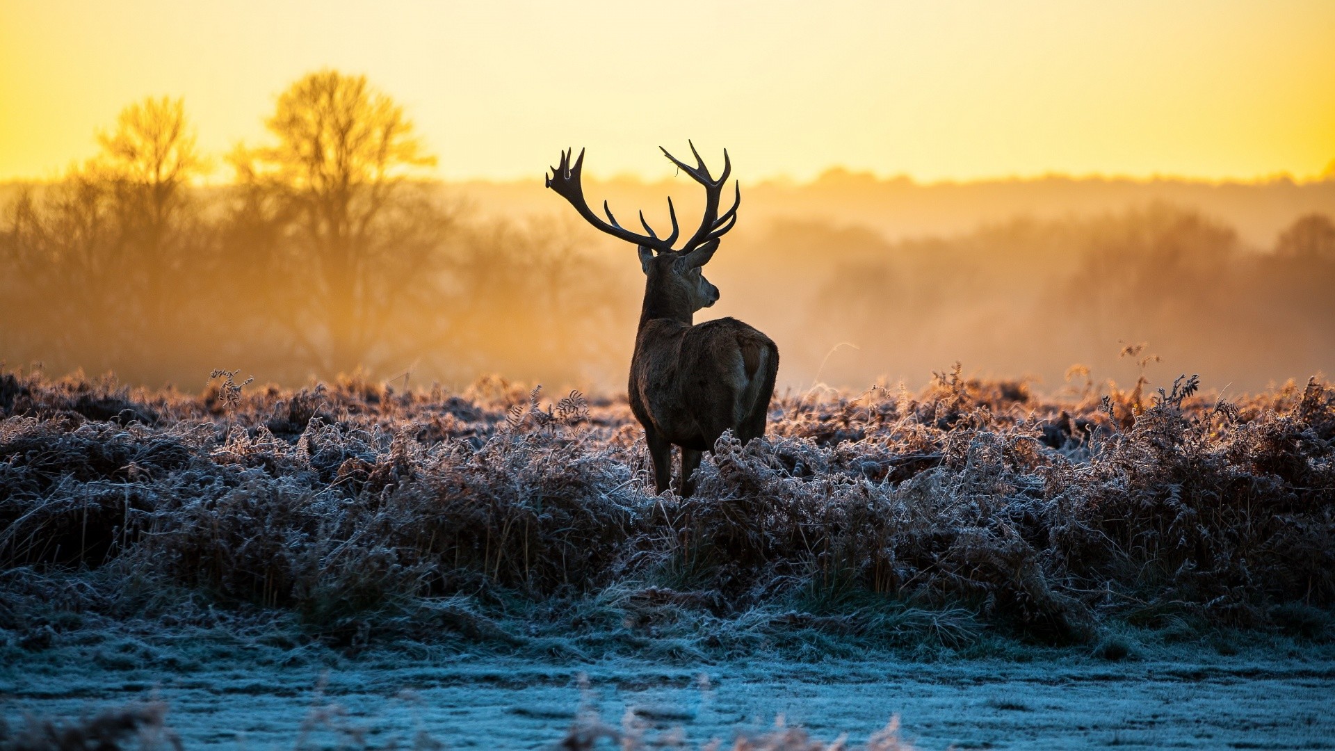 Whitetail Deer Wallpaper Screensaver