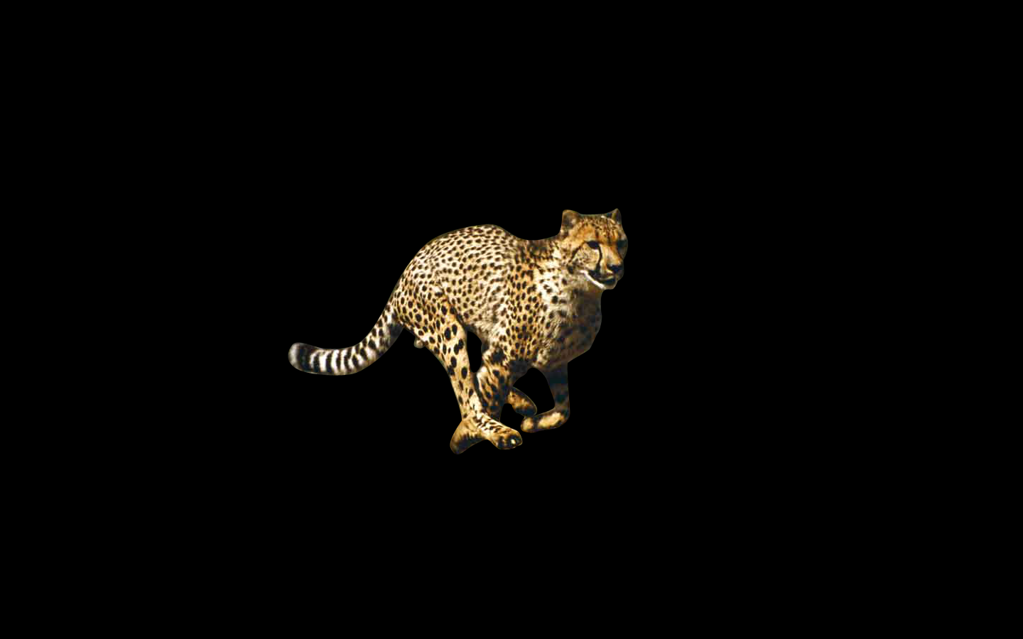 Related Black Cheetah Print Leopard Wallpaper