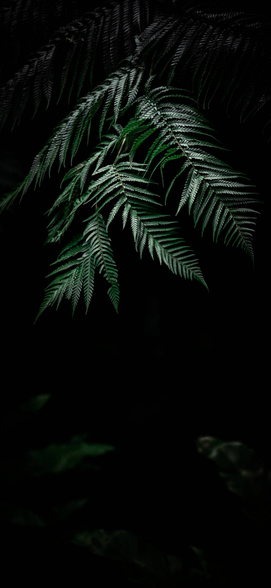Enjoy The Beauty Of Nature With A Plant iPhone Wallpaper