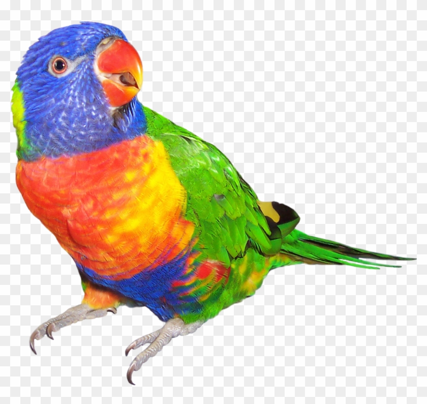 My Year Goals On Emaze Rainbow Lorikeet White Background