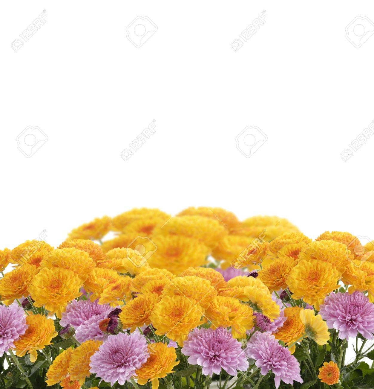 Mums Flowers On White Background Stock Photo Picture And Royalty