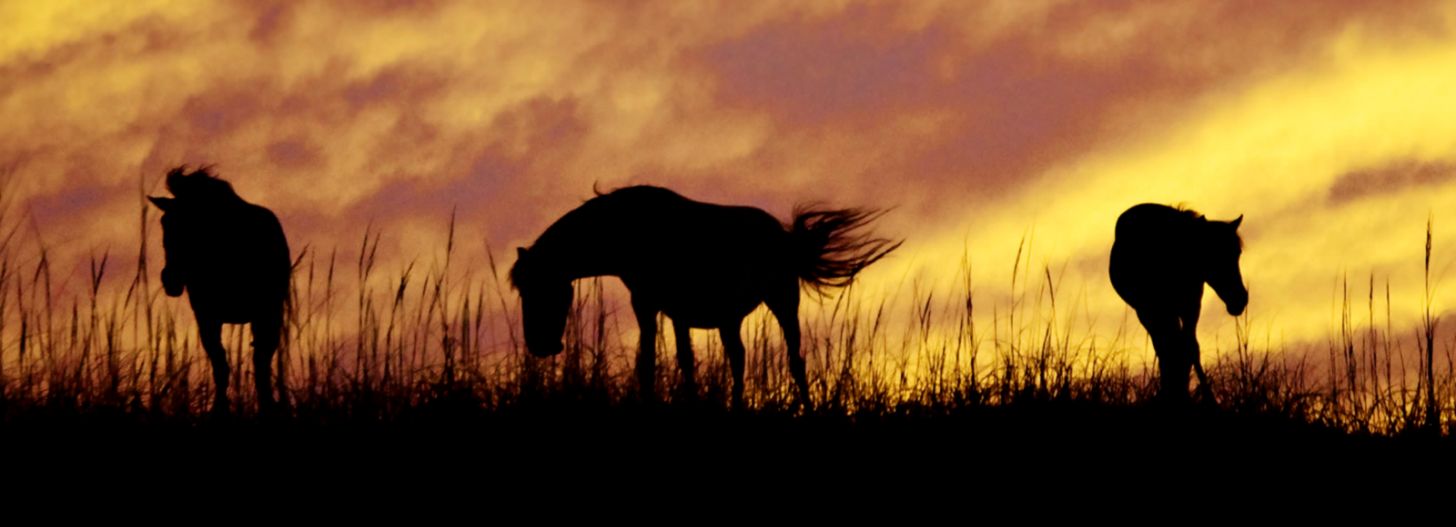 Wild Horses Sunset Amazing Wallpaper