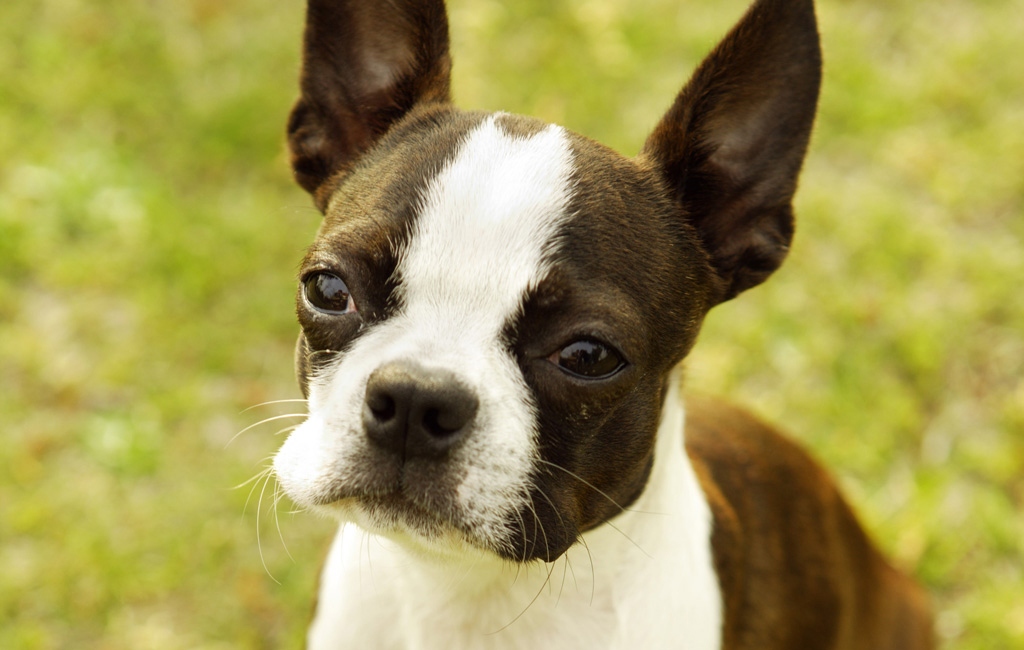Lovely Boston Terrier Dog Photo And Wallpaper Beautiful