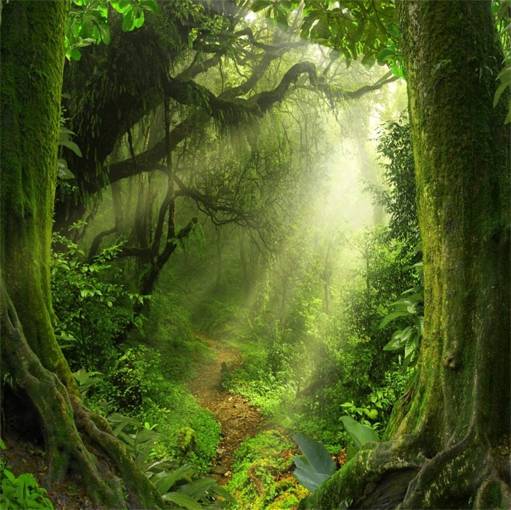 Amazon Csfoto Background For Forest Photography