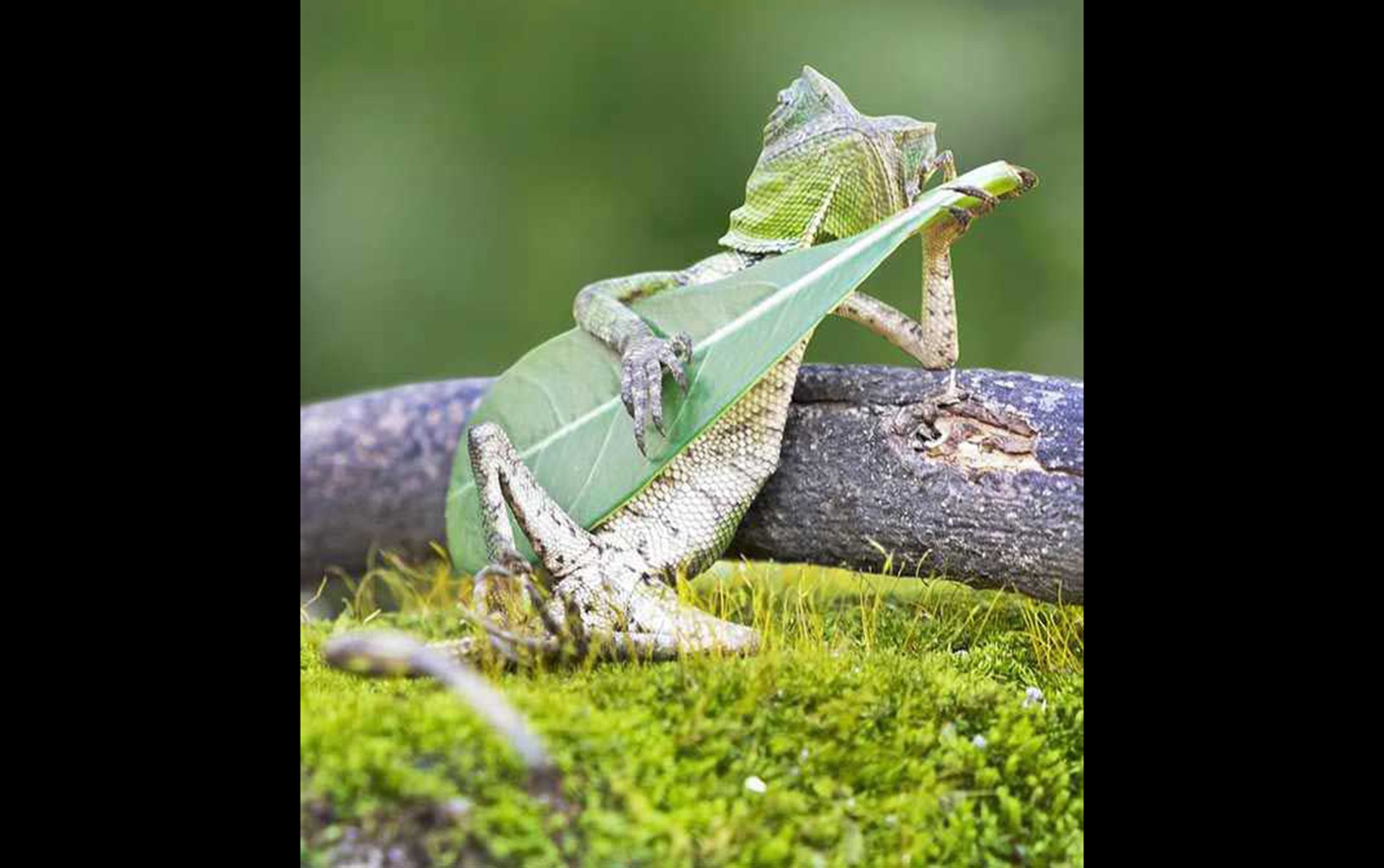 Dragon Lizard Playing Leaf Guitar Desktop HD Wallpaper