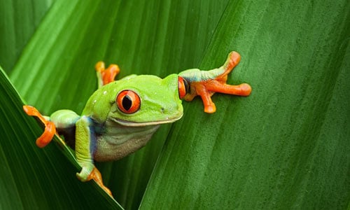 🔥 Free download colorful tree frog was taken near the border of Costa ...