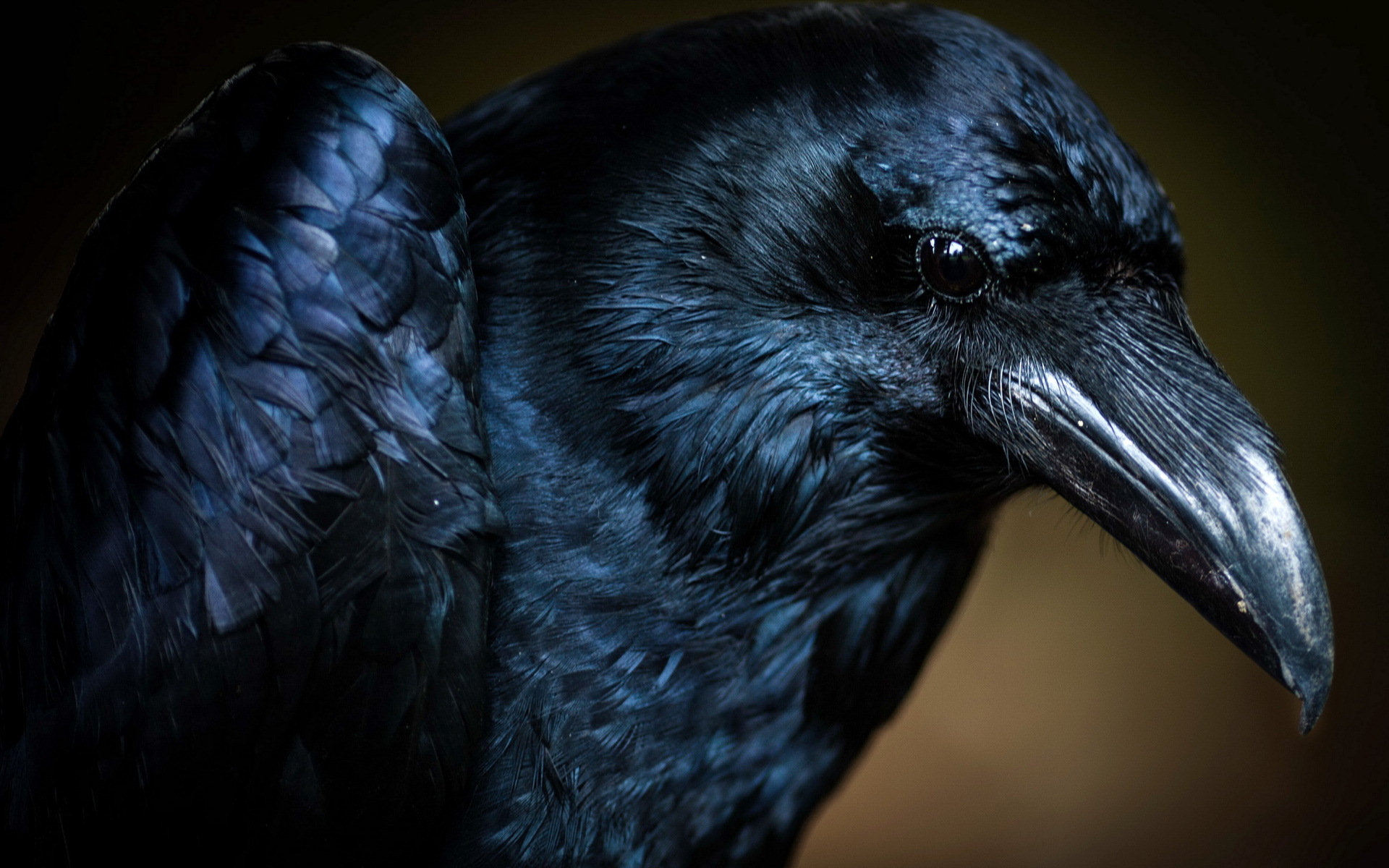 Black Crow Animals Wallpaper