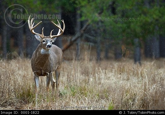 Related Pictures Big Whitetail Deer Buck Wallpaper P1q Eu Funny