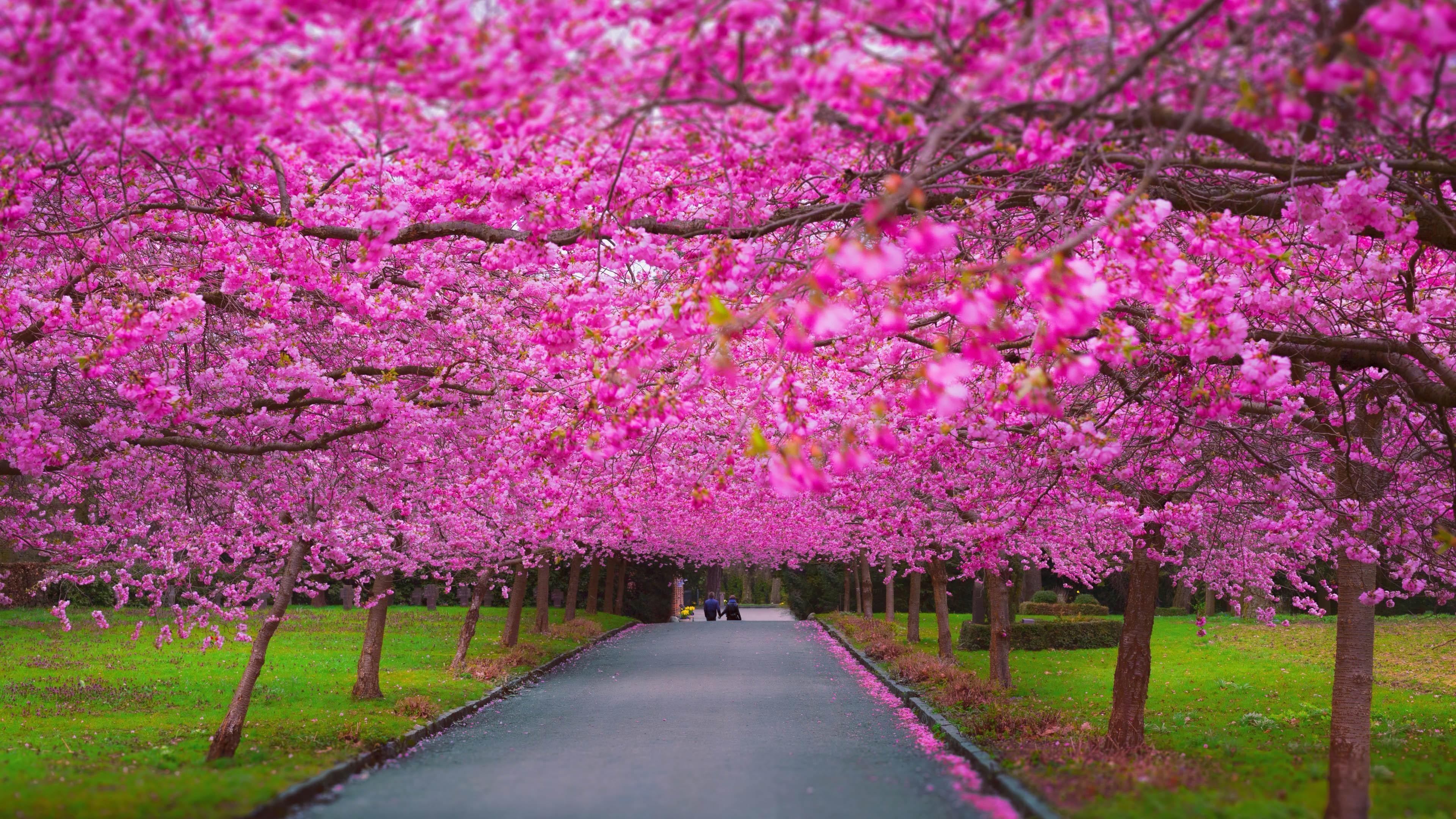 Wallpaper Trees 4k 5k Sakura Spring Nature