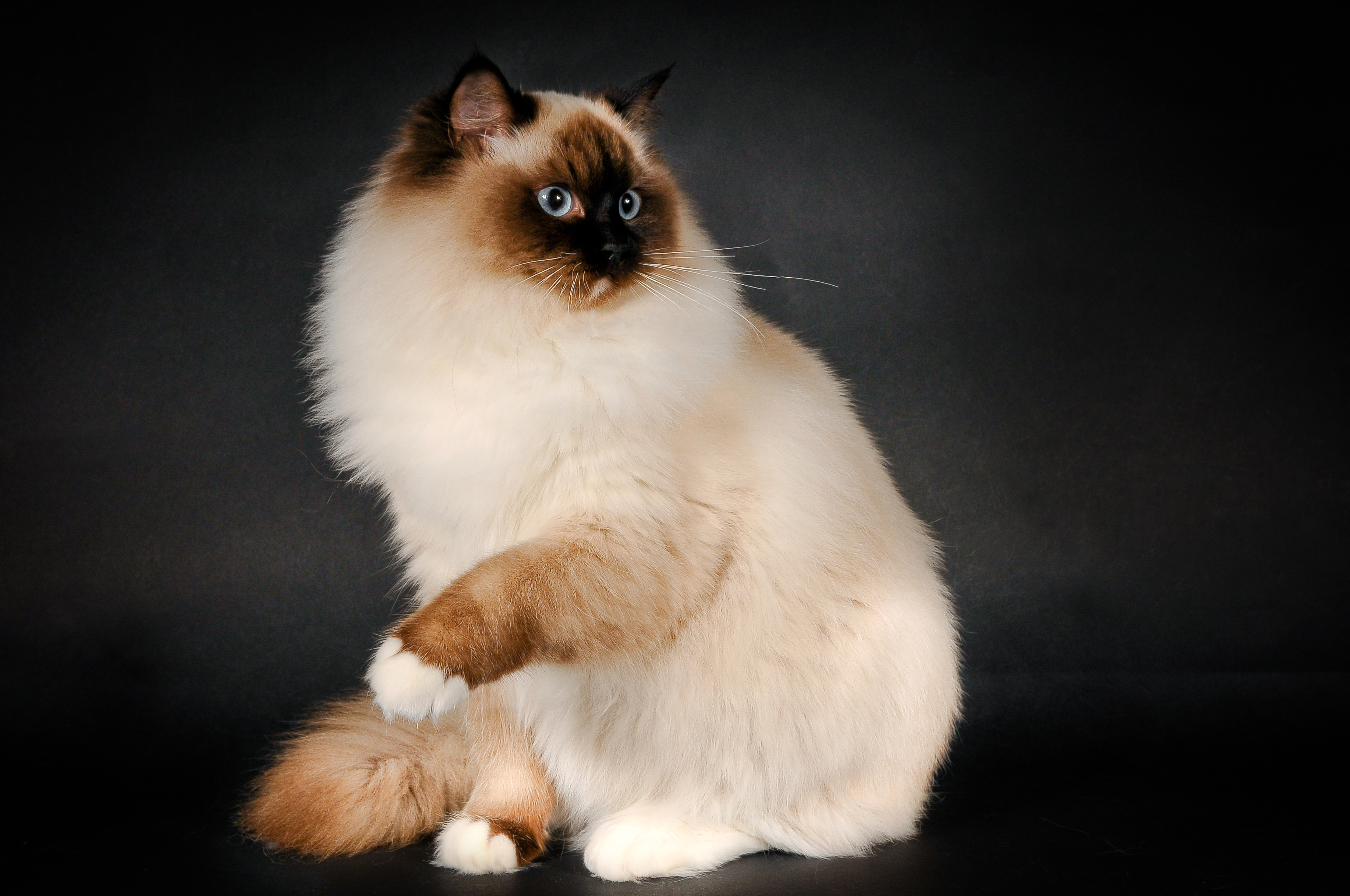 Ragdoll Cat Breed Color Fluffy Stock Photos Image HD