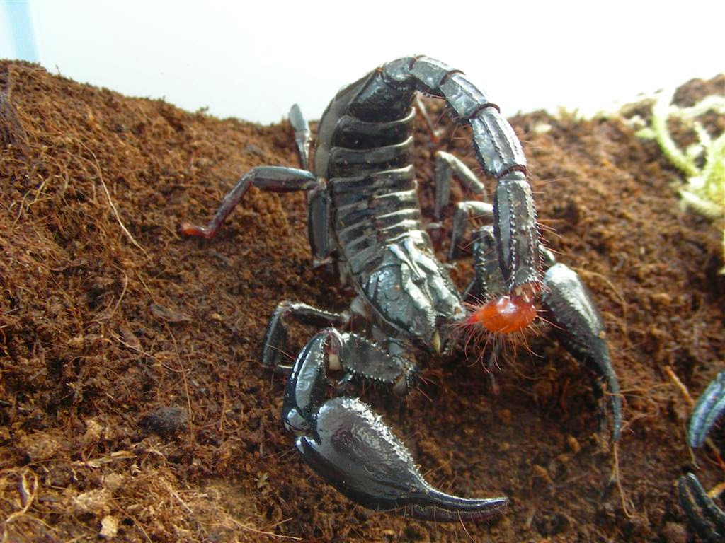 chile-scorpion | Animal wallpaper, Arachnids, Desktop wallpaper full screen