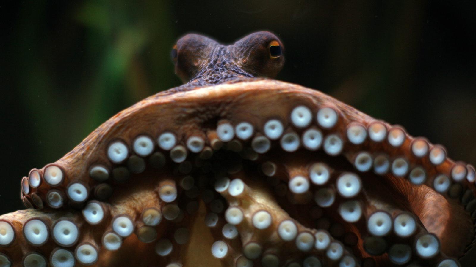 Cephalopod Week Unparallelled Mimicry Abilities Distributed