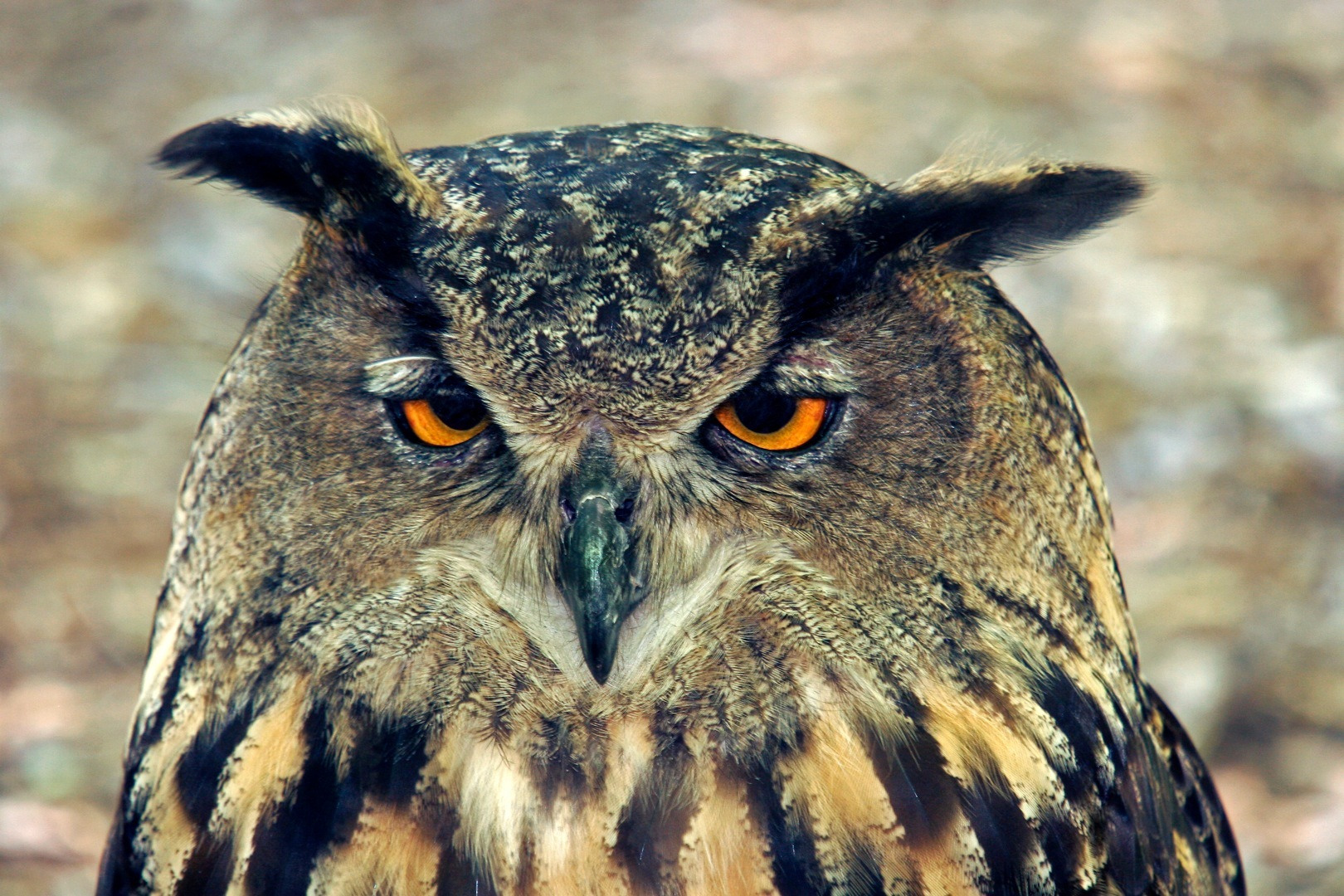 Eagle Owl Wallpaper HD iPhone Owls
