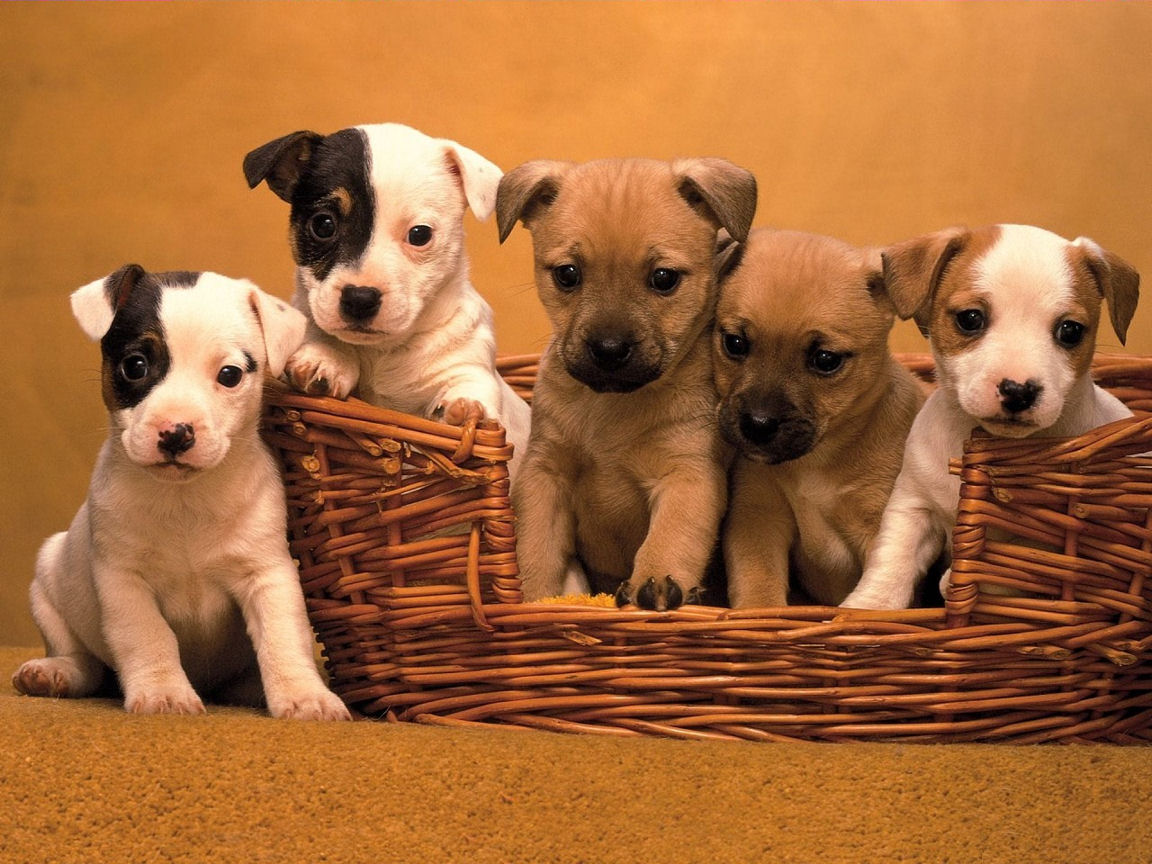 Jack Russell Cute Puppies Dogs Wallpapers
