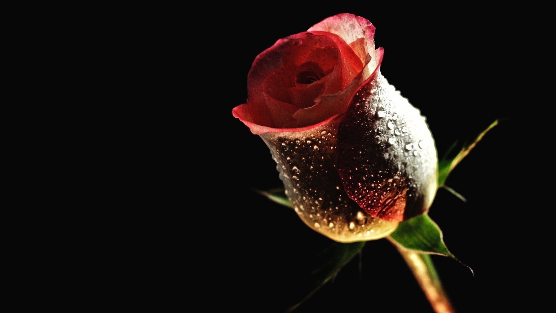Imagini Cu Trandafiri Rose Flower Wallpaper Red Desktop