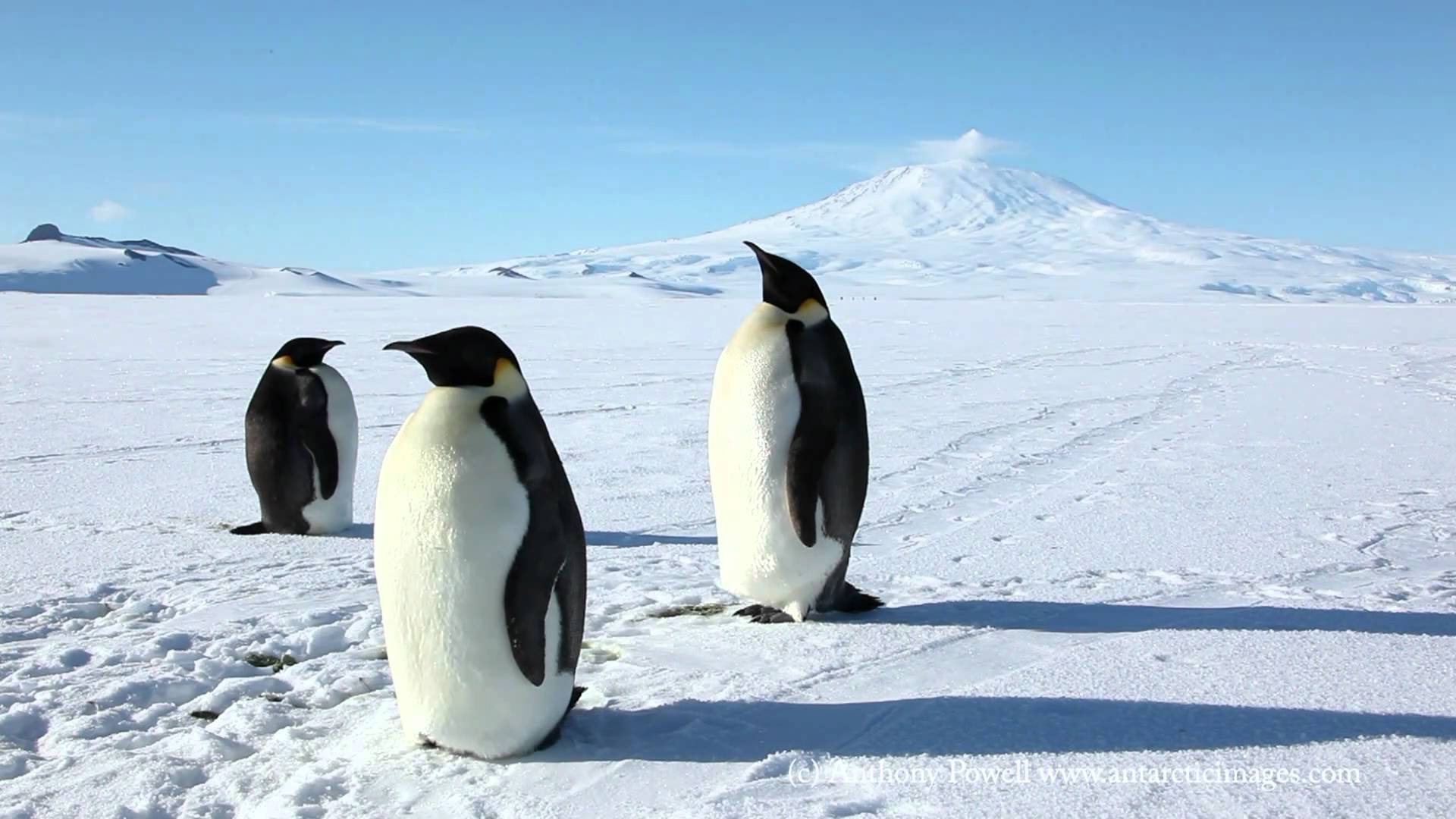 Emperor Penguins Habitat HD Wallpaper Background Image