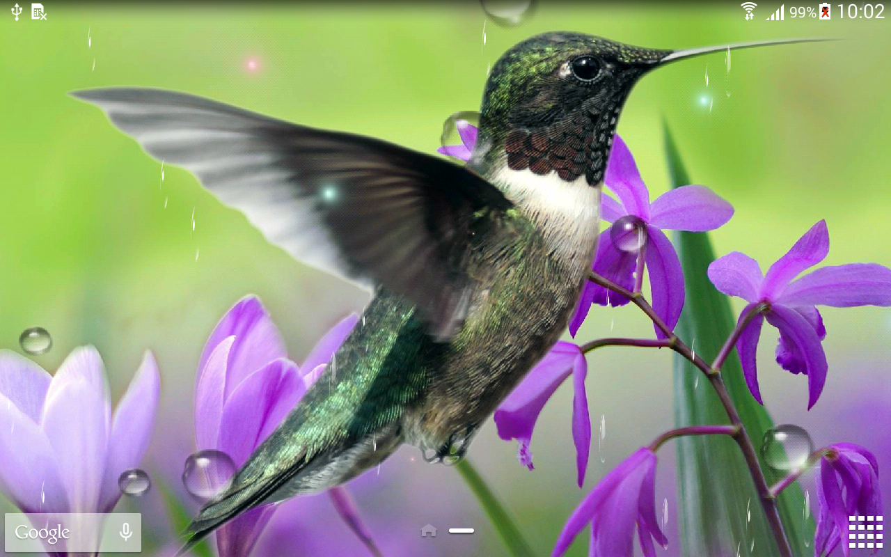 Hummingbirds Live Wallpaper Android Apps On Google Play