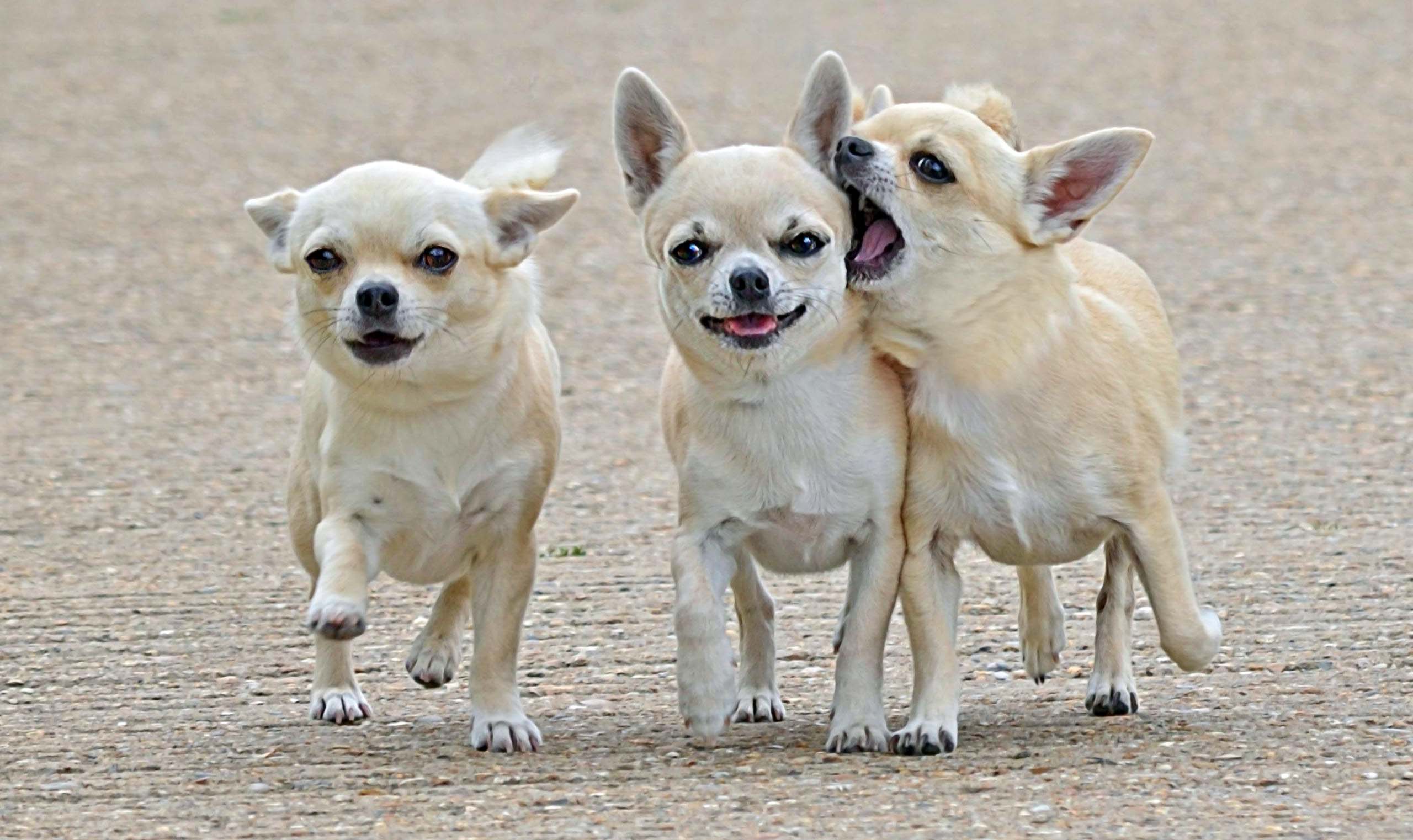Bold Confidant Chihuahua Dog Wallpaper Morewallpaper