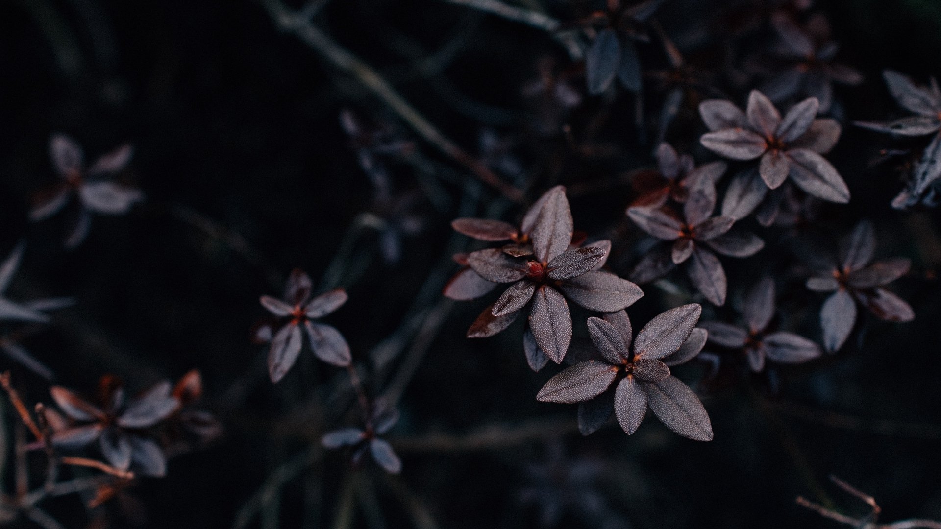 Dark aesthetic close-up of deep purple leaves on a shadowy plant, evoking a moody and mysterious atmosphere