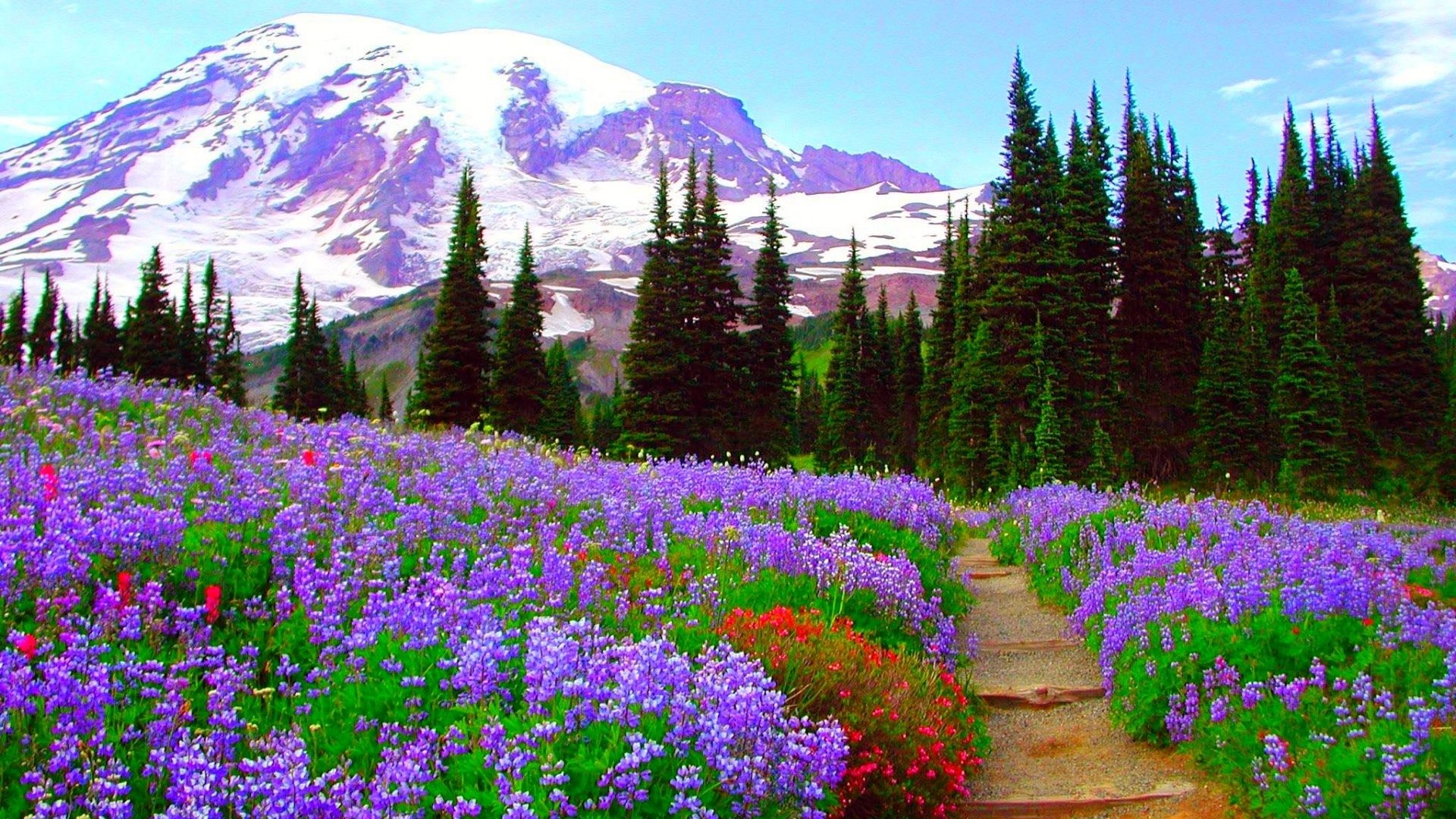 Wildflower Wallpaper