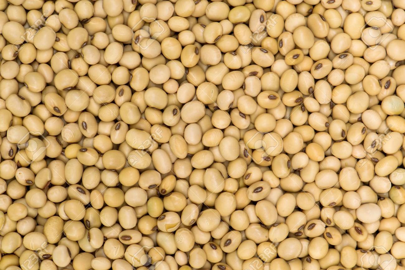 Free download Soybean Background Soya Seed Background And Textured ...