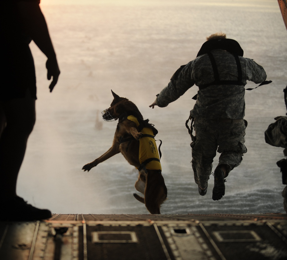 Wallpaper Photos Of Eod And Other Dogs In The Military At War