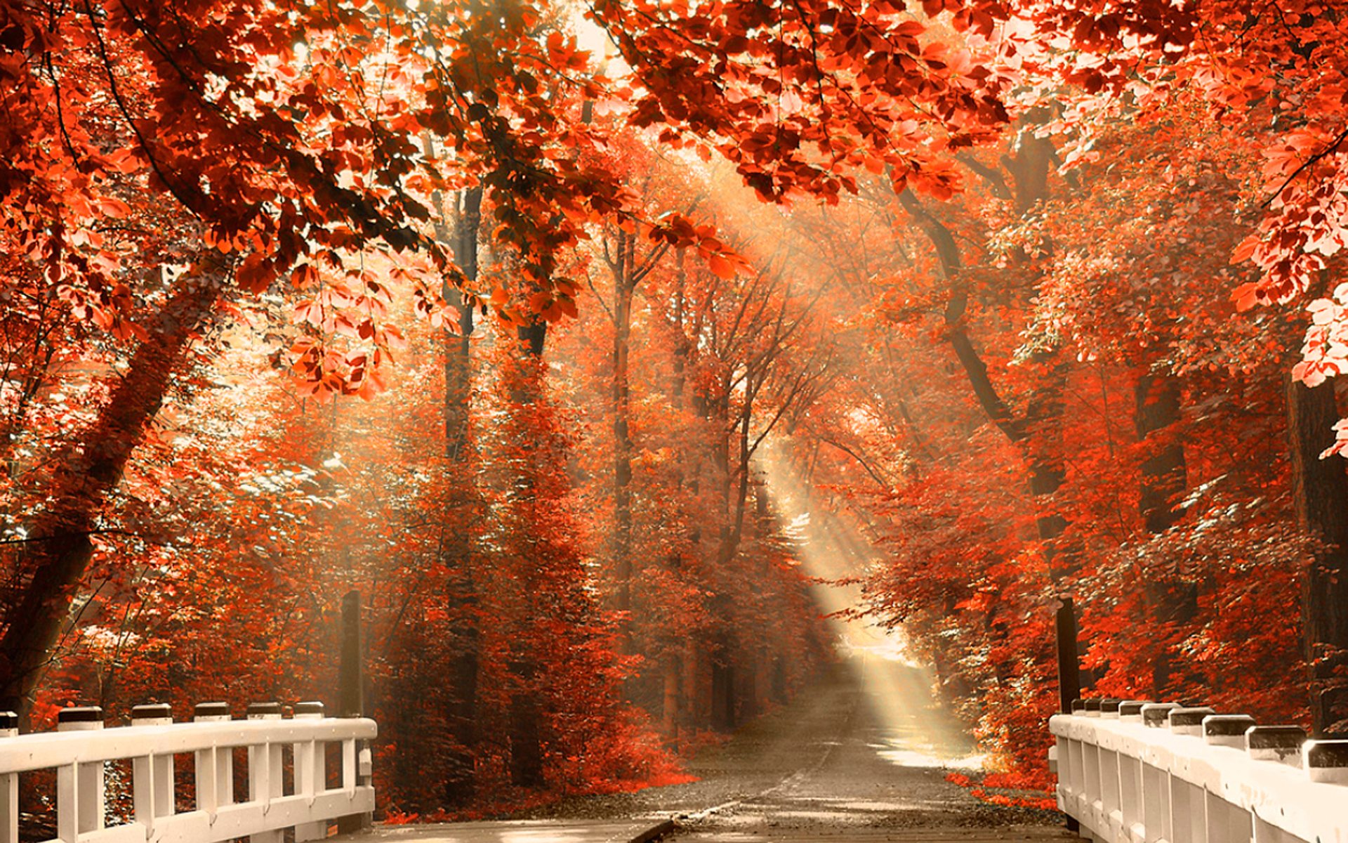 Wallpaper Forest Nature Autumn Leaves HD Desktop